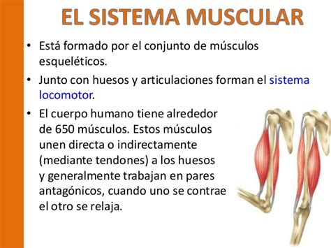 Sistema muscular psf
