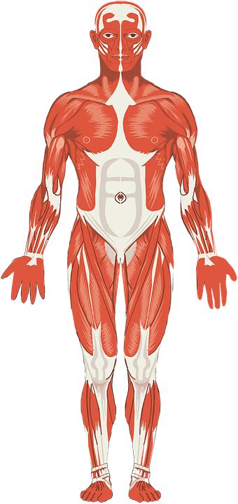 Sistema muscular – Que es, tipos de musculo, estructura ...