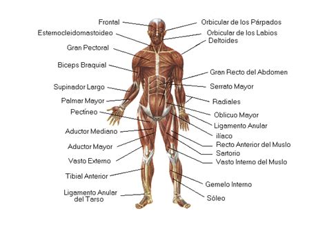 Sistema Muscular Sistemas Cuerpo Humano TAFAD ...