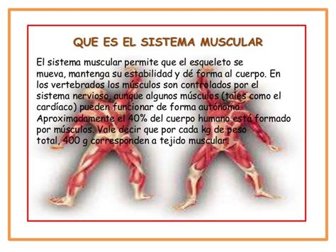 Sistema muscular tania alejandra gutierrez y andres felipe ...
