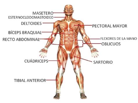 Sistema muscular: todo lo que debes saber | ElPopular.pe