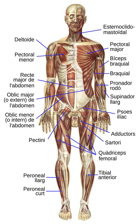 Sistema muscular Viquipèdia, l enciclopèdia lliure