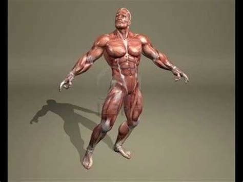 sistema muscular y sus partes C.I   YouTube