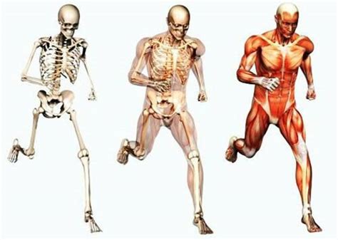 Sistema musculo esquelético   Monografias.com