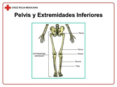 Sistema Musculo Esqueletico