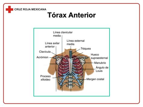 Sistema Musculo Esqueletico