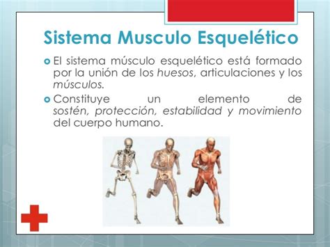 Sistema musculo esquelético