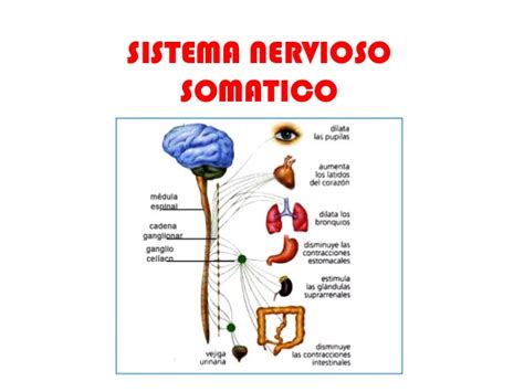 Sistema nervio sosomatico steven dan.