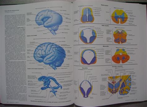 Sistema Nervioso Anatomía Y Fisiología Tomo 1.1 / Netter ...