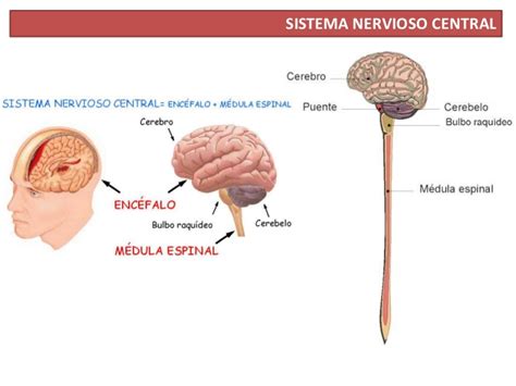 Sistema Nervioso  apoyo gráfico