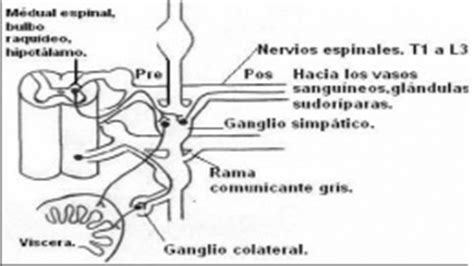 Sistema Nervioso Autónomo   EcuRed