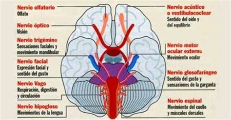 Sistema nervioso autónomo: estructuras y funciones
