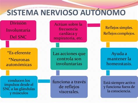 Sistema nervioso autonomo