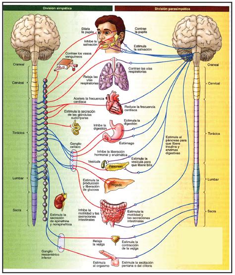 Sistema nervioso Autónomo  Neurovegetativo  » Blog de Biología