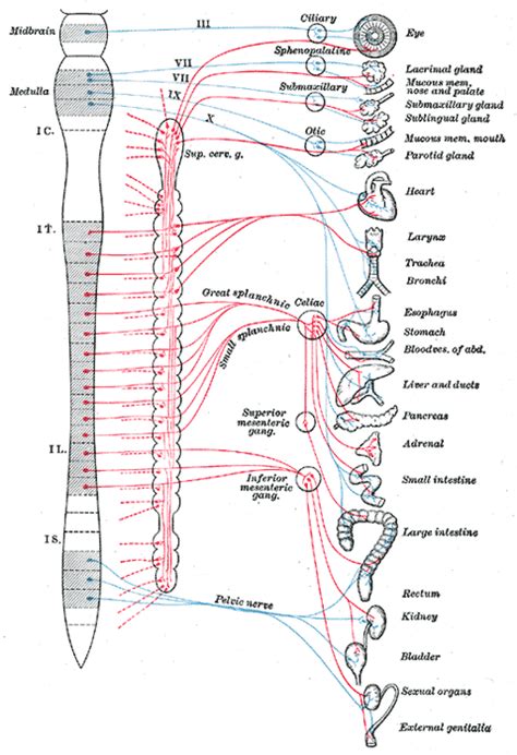 sistema nervioso autonomo, parasimpatico, simpatico   Nerditos