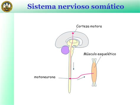 Sistema Nervioso Autónomo   ppt descargar
