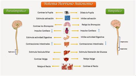 Sistema Nervioso Autónomo  Simpático y Parasimpático ...