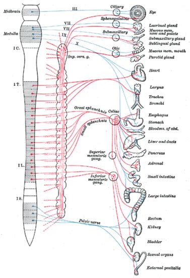 Sistema nervioso autónomo   Wikipedia, la enciclopedia libre