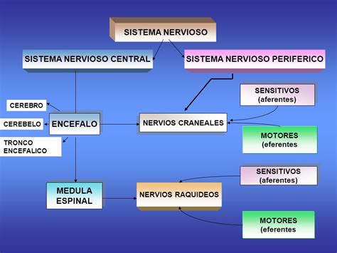 SISTEMA NERVIOSO Cátedra de Anatomía y Fisiología Humana ...