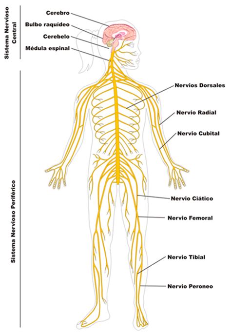 Sistema nervioso central | ClikiSalud.net   Adicciones