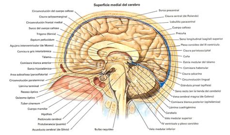 Sistema nervioso central | Download Scientific Diagram