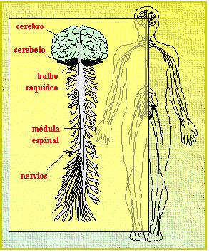 Sistema Nervioso Central: Estructura del Sistema nervioso ...