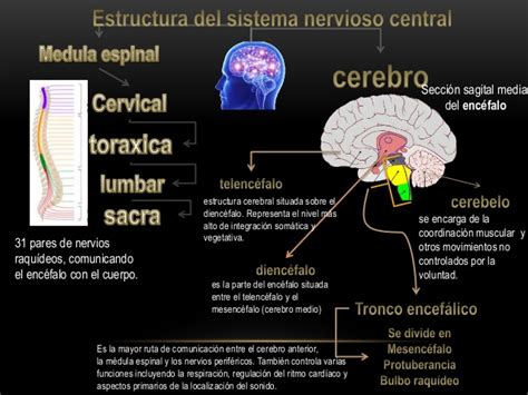 Sistema nervioso central estructura