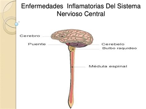 Sistema nervioso central   Imagui