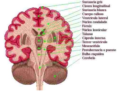 Sistema nervioso central   Monografias.com