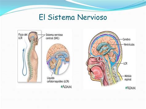 Sistema Nervioso Central   ppt descargar