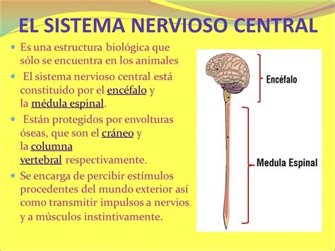 Sistema Nervioso Central Se Encarga De   Intense Orgasm