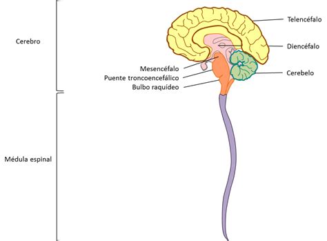 Sistema nervioso central  SNC    CelulasGliales.com