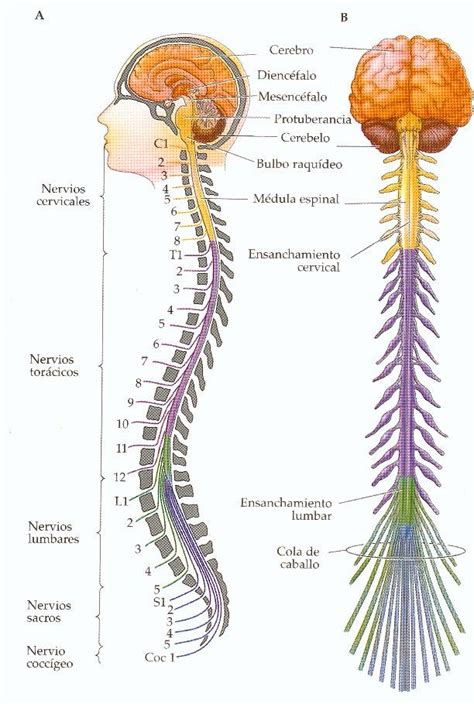 Sistema Nervioso Central   ThingLink