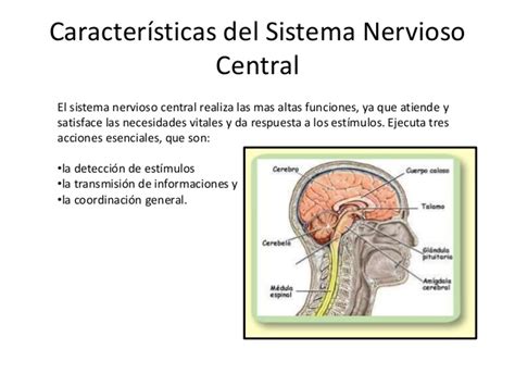 Sistema Nervioso Central y Sistema Nervioso Periférico