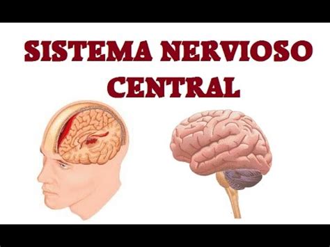 Sistema Nervioso Central   YouTube