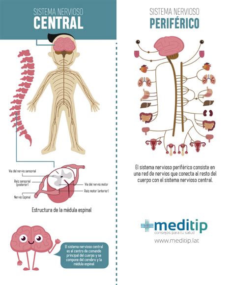 Sistema nervioso: definición, tipos y función   Meditip
