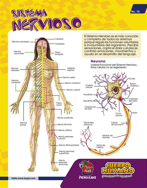 Sistema Nervioso | El Universo de Leo