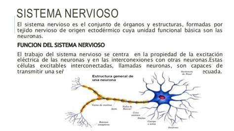 Sistema nervioso en el ser humano, sus fusiones y sus partes