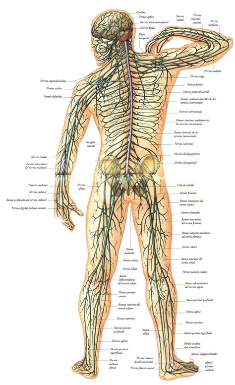 Sistema Nervioso   Funciones, partes y enfermedades.