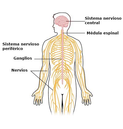 Sistema Nervioso Humano: Estructuras y Funciones  con ...