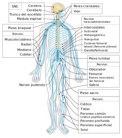 Sistema Nervioso Humano: Estructuras y Funciones  con ...