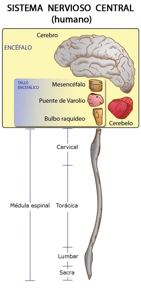 Sistema Nervioso Humano explicado fácil | Dr. Alberto ...