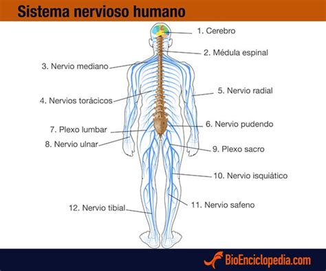 Sistema Nervioso Humano   Información y Características