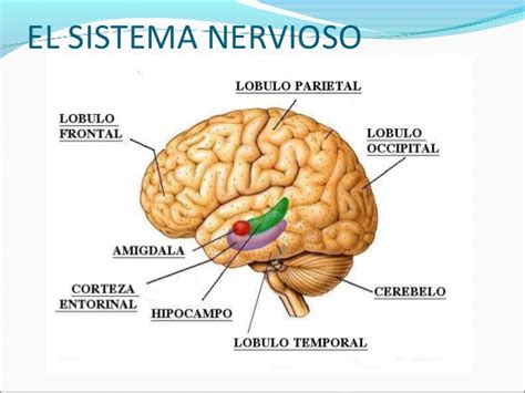 Sistema nervioso humano