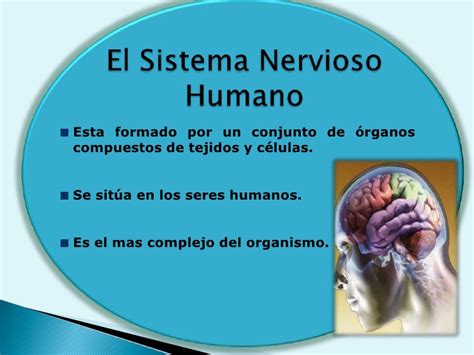Sistema Nervioso Humano