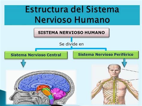 Sistema Nervioso Humano   YouTube