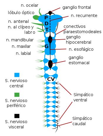 Sistema nervioso  insectos    Wikipedia, la enciclopedia libre