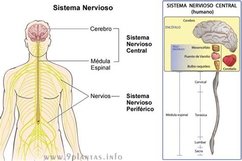 Sistema nervioso, la importancia de mantenerlo saludable