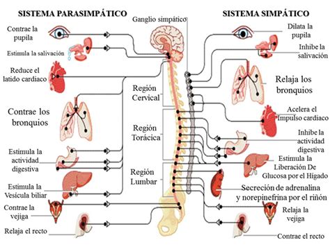 Sistema nervioso: organización y función