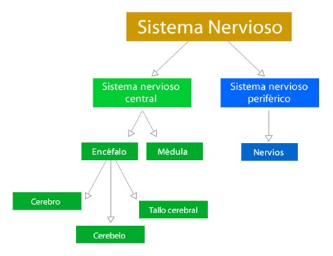 Sistema nervioso: organización y función